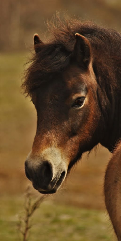 exmoor-national-park-pony