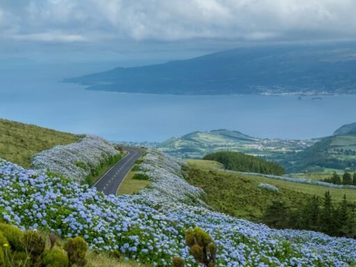 Faial - Azoren - blauwe hortensia's