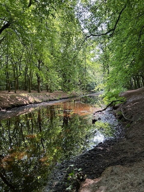 Bos Castricum - Nederland