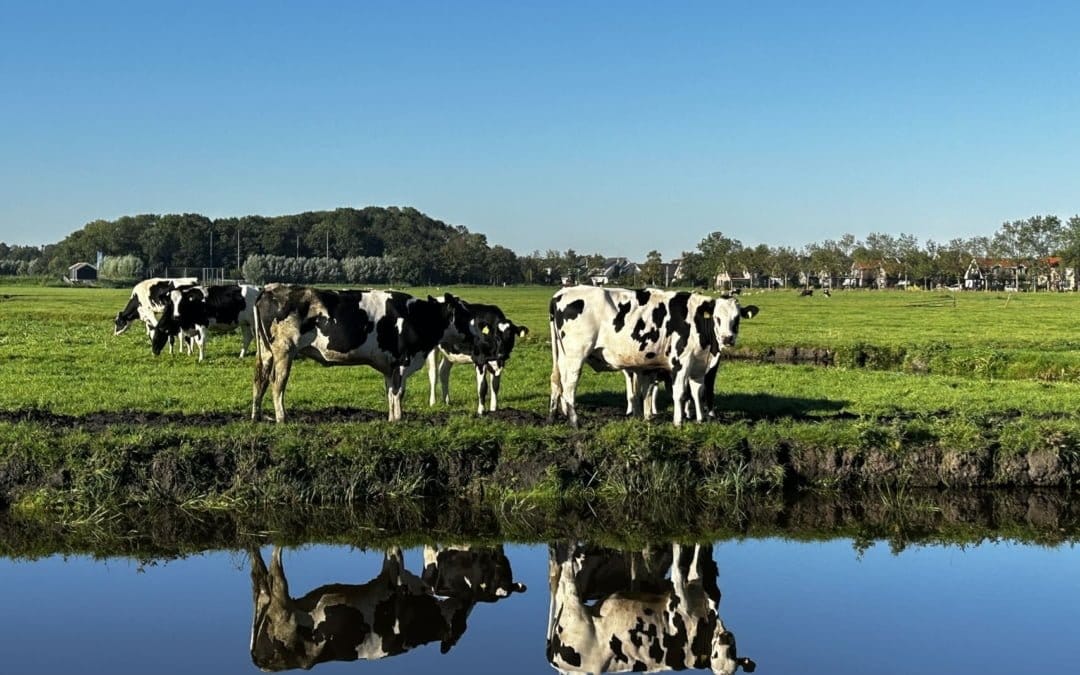 Nederland - koeien in de wei in Noord-Holland