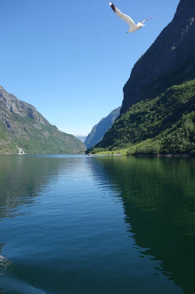 sognefjord-noorwegen-meeuw