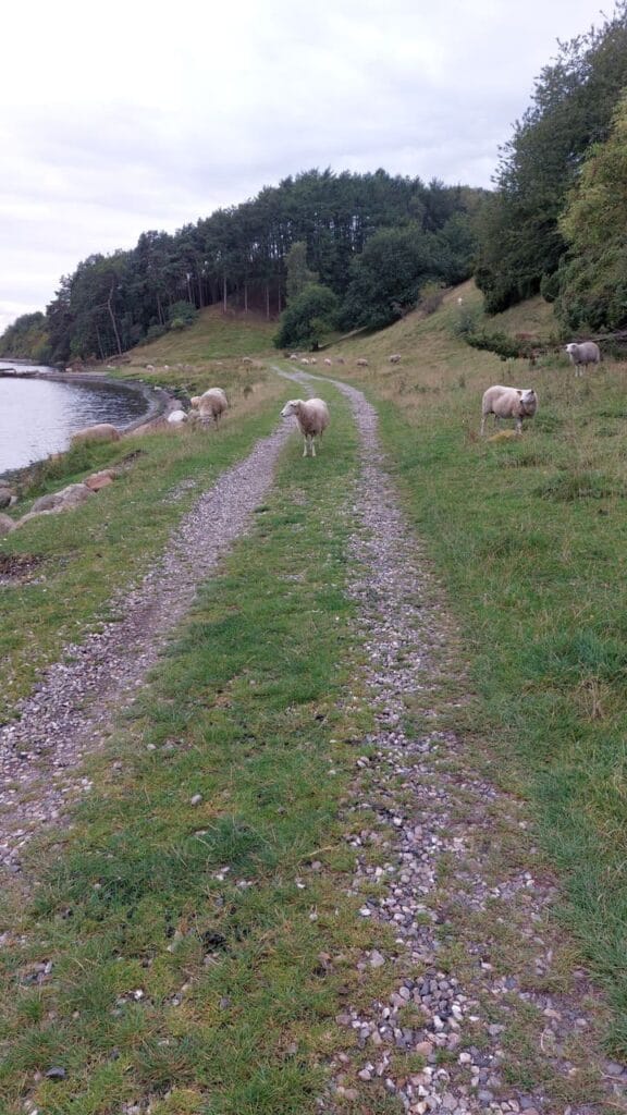 Denemarken - Himmerland - Hobro route - schapen