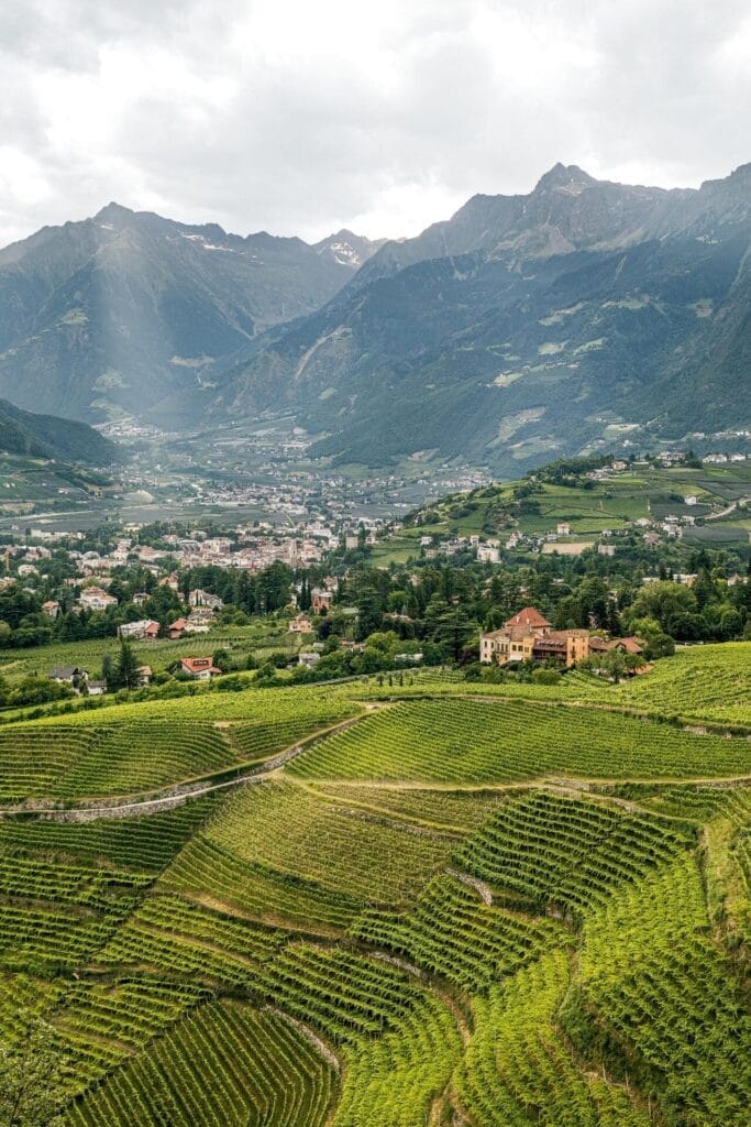 Texelgruppe wandelen - wijngaarden