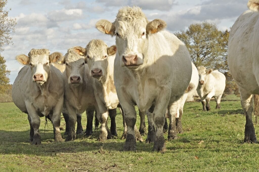 Charolais-koeien