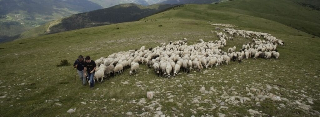 Wandelen pyreneeën Spanje - kudde schapen