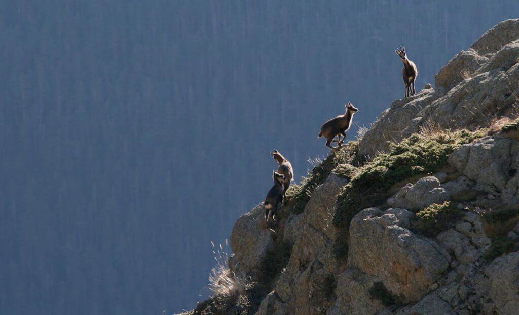 Wandelen pyreneeën Spanje - gemzen