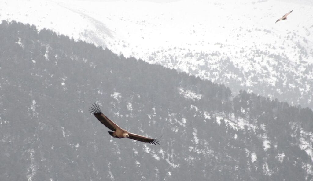 Wandelen pyreneeën Spanje - gier