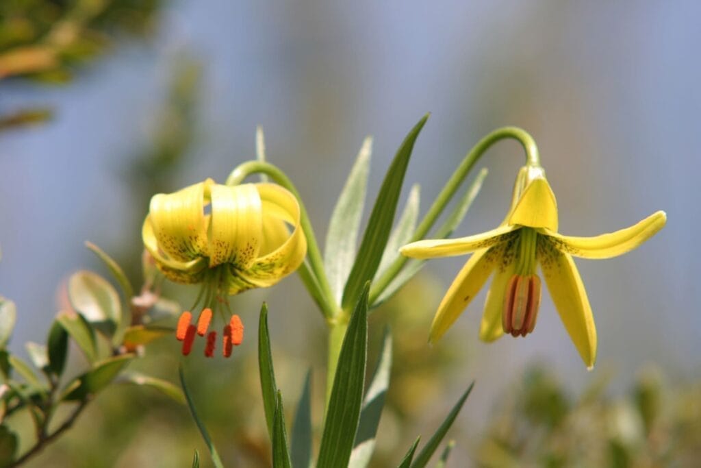 Wandelen pyreneeën Spanje - gele lelie