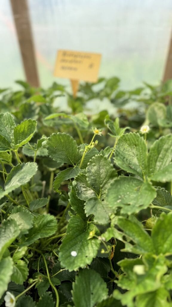 Wadzilt - texel - kas aardbeien