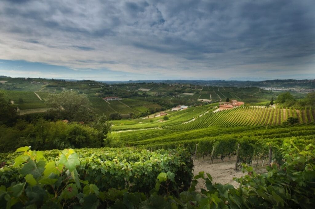 Treinreis Piemonte - Ada Nada Agriturismo - uitzicht Langhe wijngaarden
