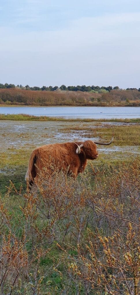 Duinen Castricum - schotse hooglander bij ven
