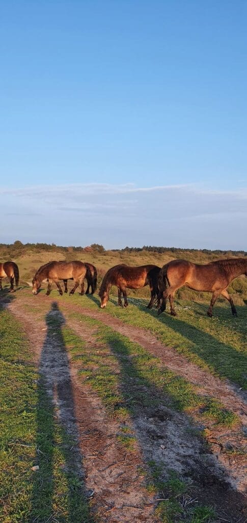 Duinen Castricum - wilde paarden