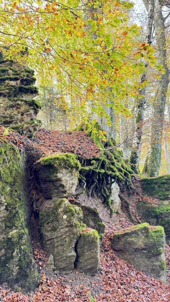 La Verna - bos herfst
