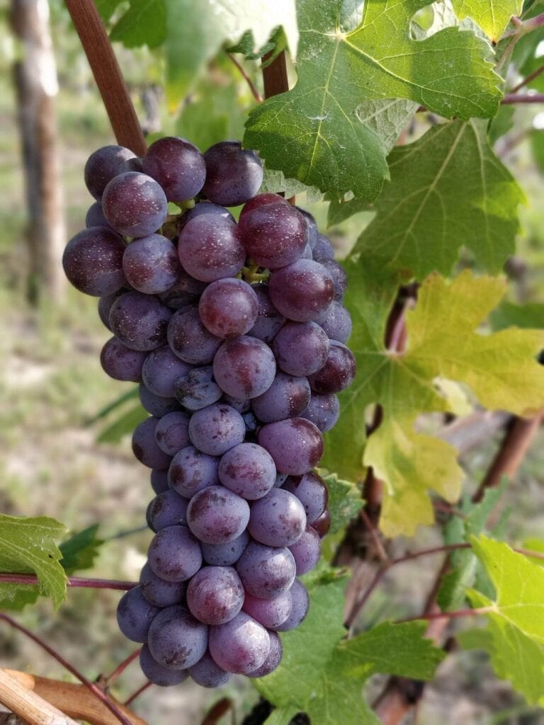 Piemonte - blauwe druiven