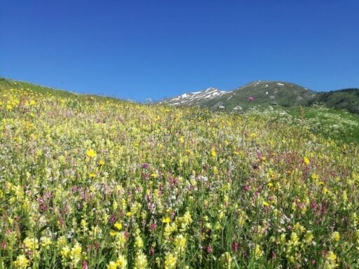 Wandelvakantie valle d'aosta - bloemen