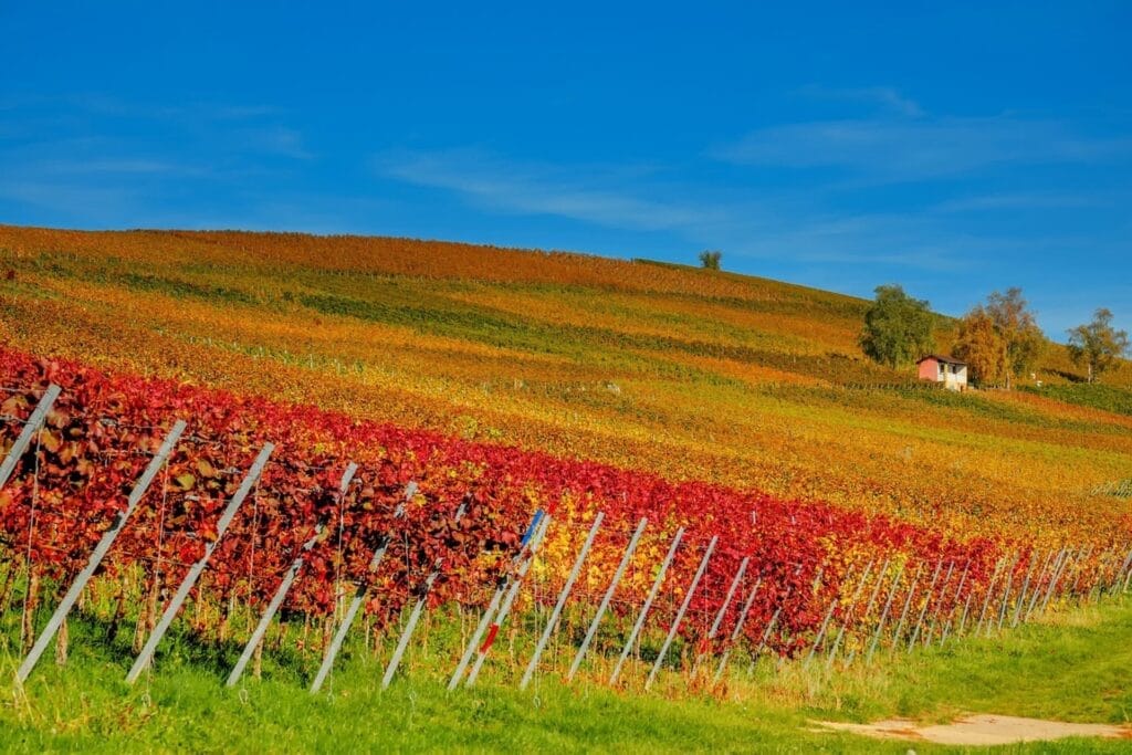 Piemonte - wijngaarden herfstkleuren