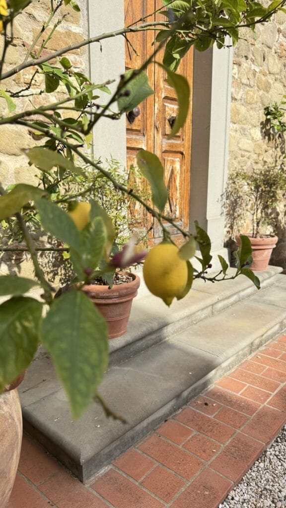 Trasimenomeer citroenplant - Baldeschi