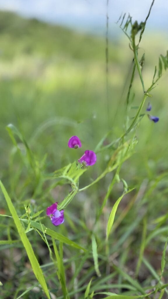 Trasimenomeer - bloem lathyrus