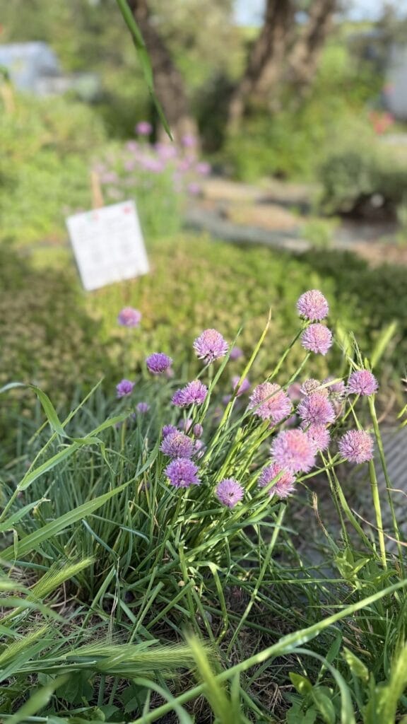 Bitarelli - kruidentuin