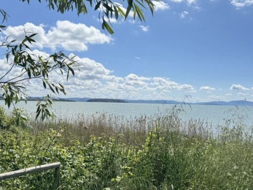 Fietsen Trasimenomeer - oever met riet en eiland