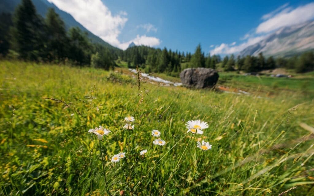 camping_mistral_zomer-bloemen in weide