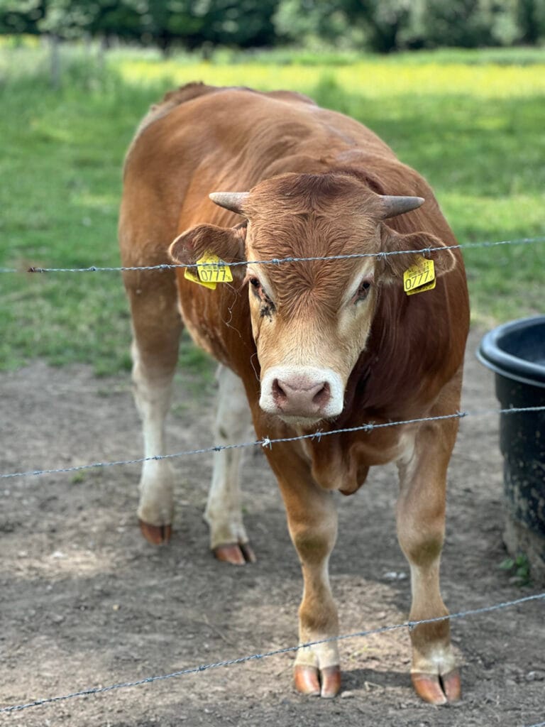 Koe in Wittem zuid limburg