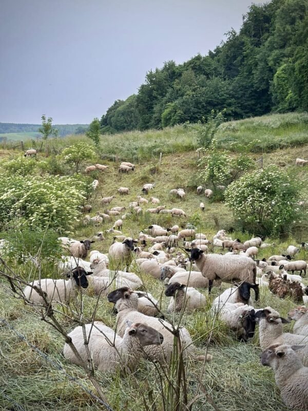Zuid-Limburg anders: duurzaam op reis door het heuvelland 19 Schapen bij Slenaken in zuid limburg