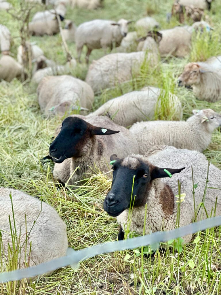 Schapen in een schaapskooi bij Slenaken