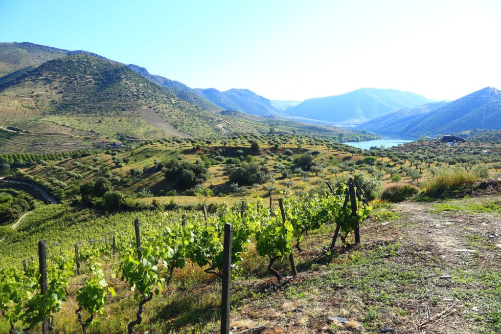 Wijnranken en olijfbomen Douro vallei