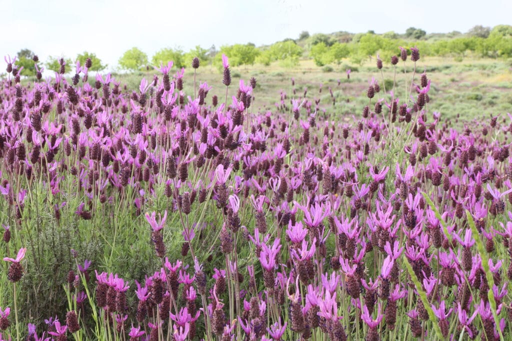 Lavendel in bloei - Coa Valley