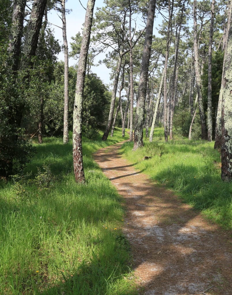 Costa Verde Portugal - dennenbos