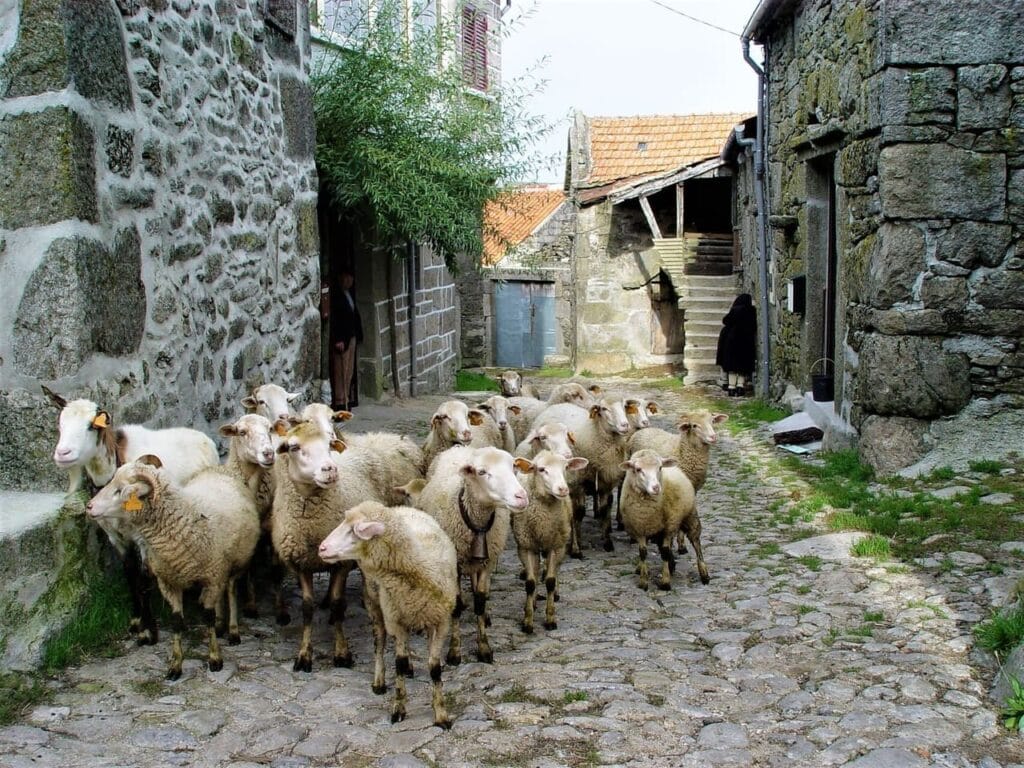 Nationaal Park Peneda Geres - schapen