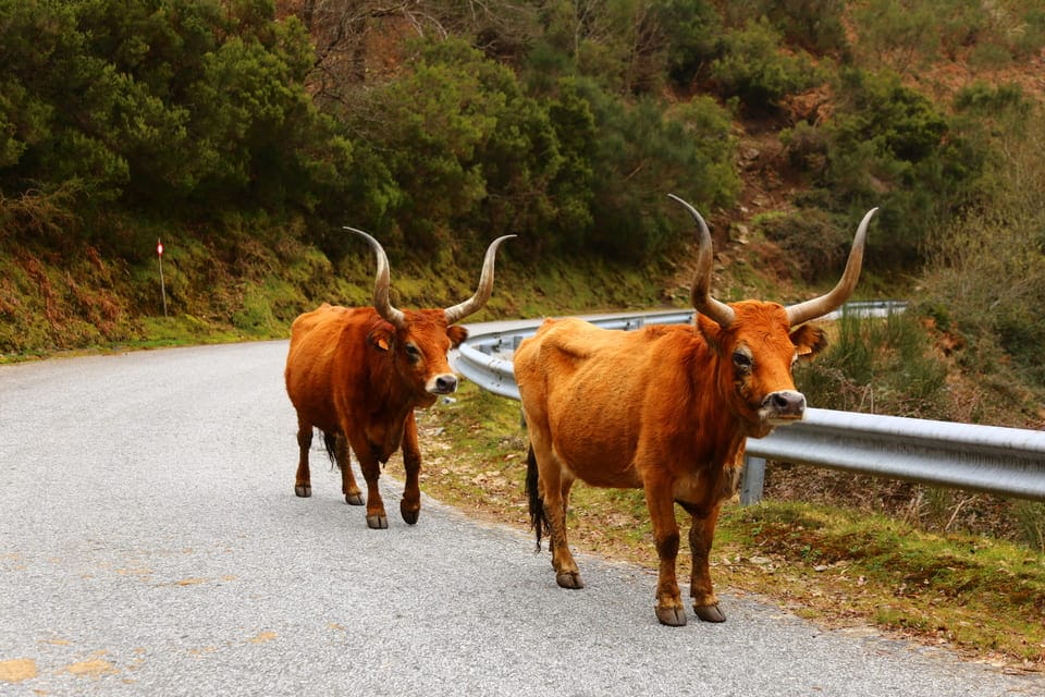Nationaal Park Peneda Geres - Castro Laboreiro - koeien op de weg