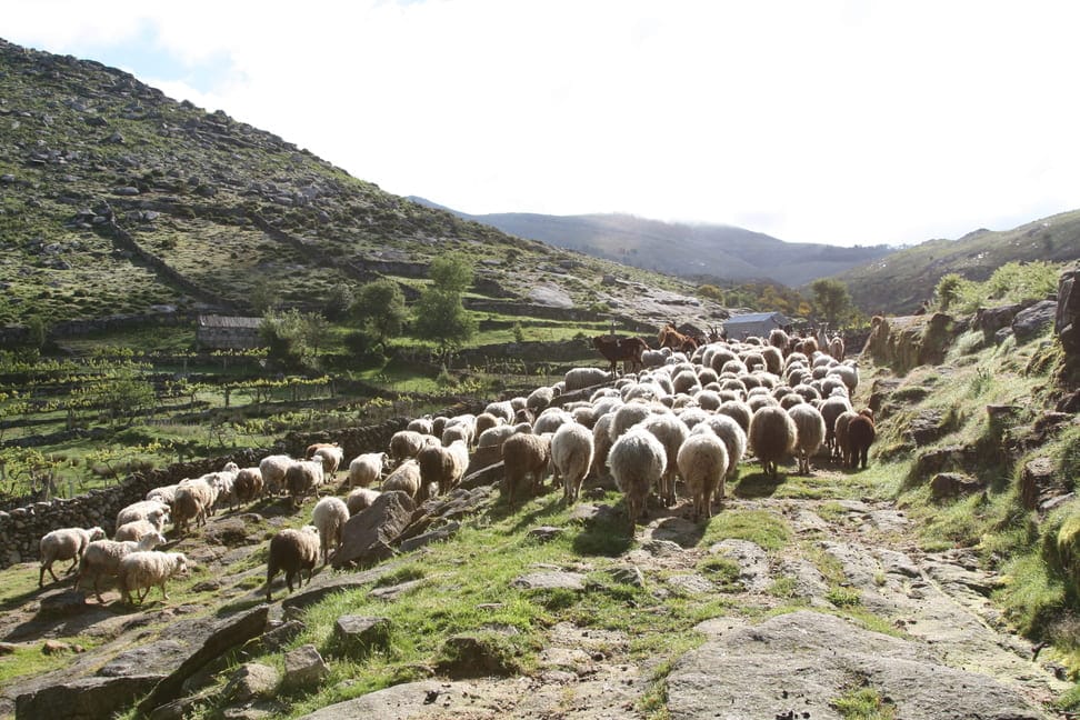 Nationaal Park Peneda Geres - Avelar - Soajo - schapen