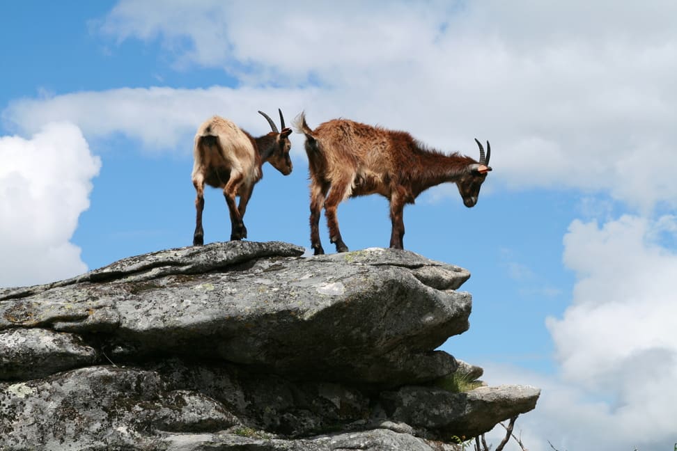 Nationaal Park Peneda Geres - Avelar - Soajo - geiten op rots