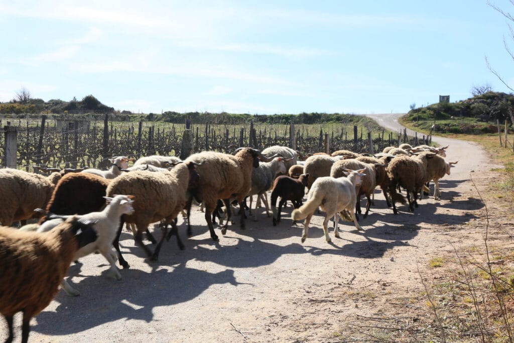 Douro vallei wandelen - schapen