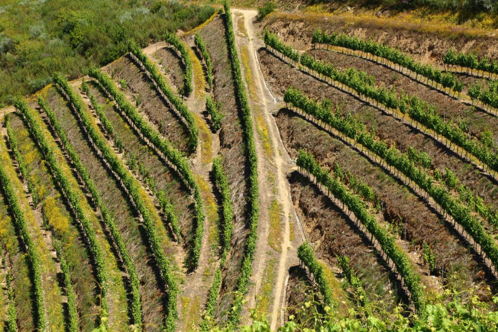 Douro vallei wandelen - wijnranken