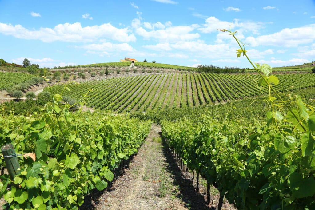 The other side of Douro ©PGW 58
