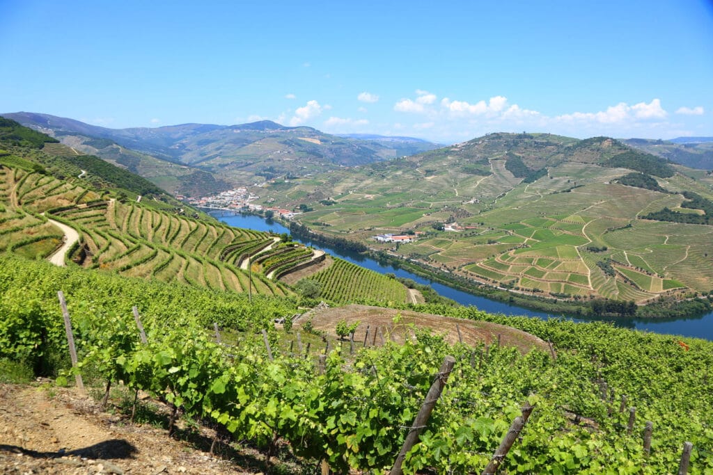 Douro vallei - wijngaarden