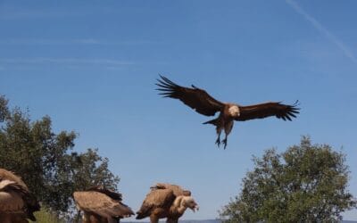 Faia Brava in de Côa Valley: vogels spotten & natuurfotografie 