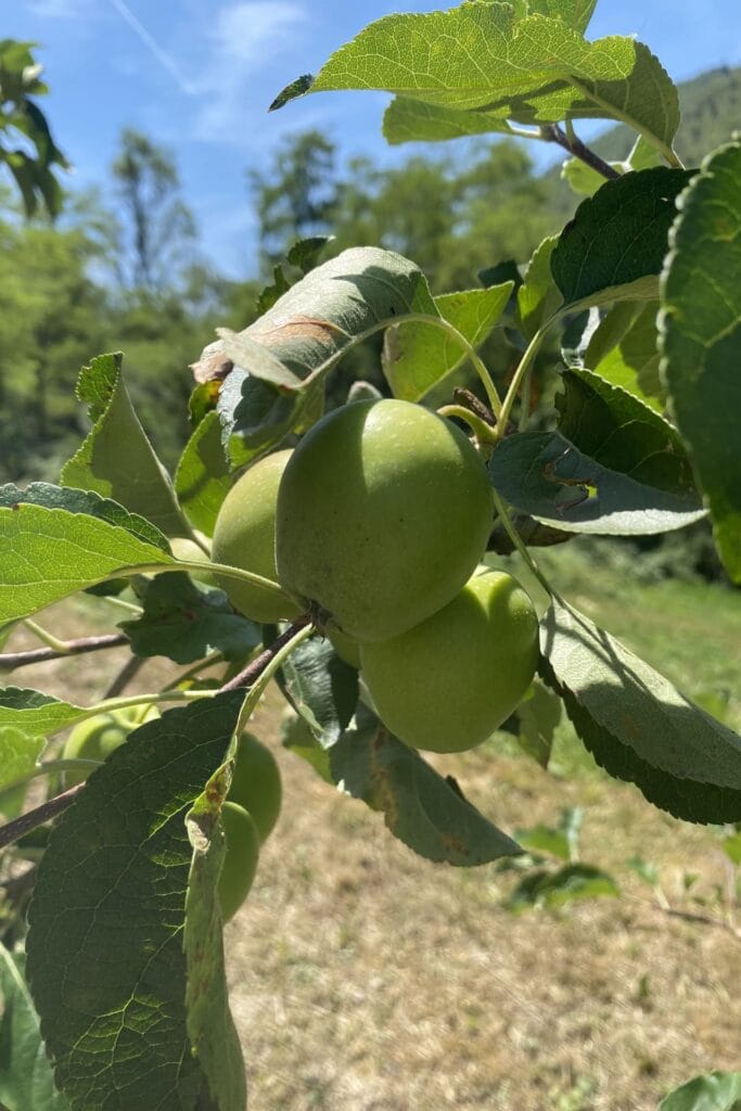 Rebecco farm - appels