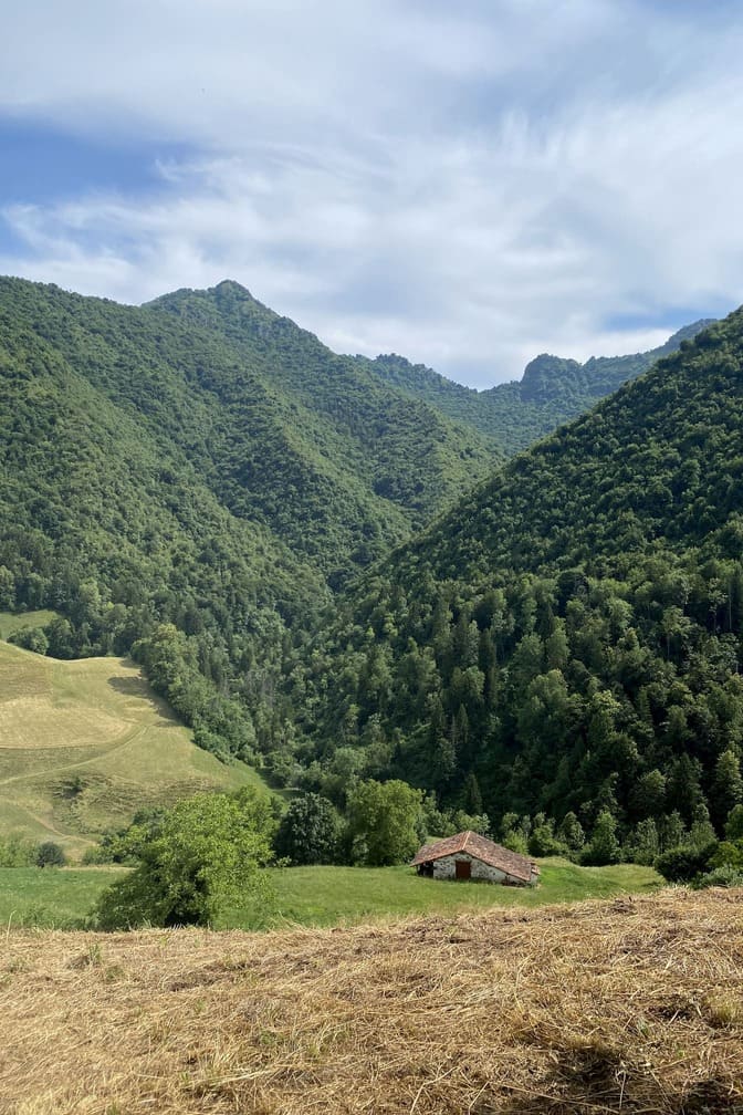 Monte Maniva - dennenbos