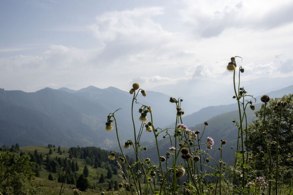 Valle Trompia - Valle Sabbia - Monte Maniva bloemen
