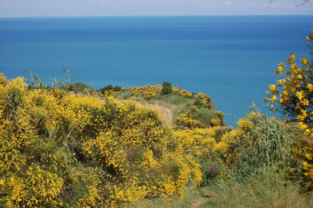 Le Marche - kust met gele brem