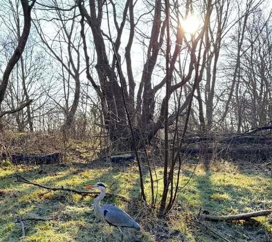 Castricum - reiger