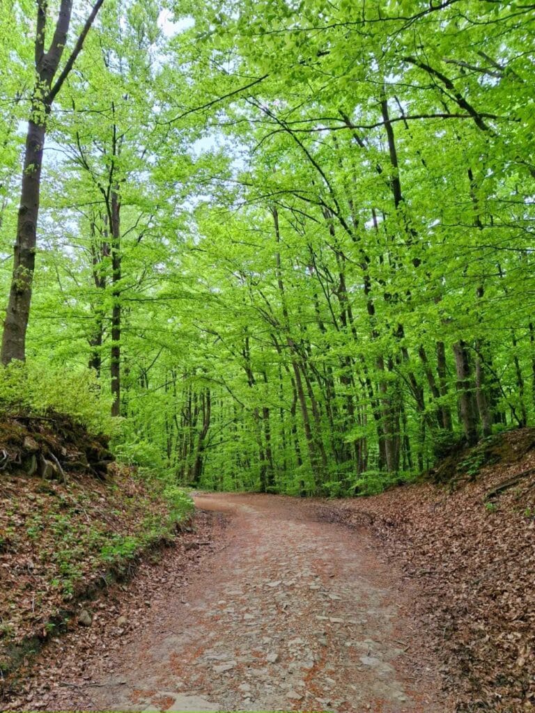 Pad van de Goden - Bologna - Florence - bospad