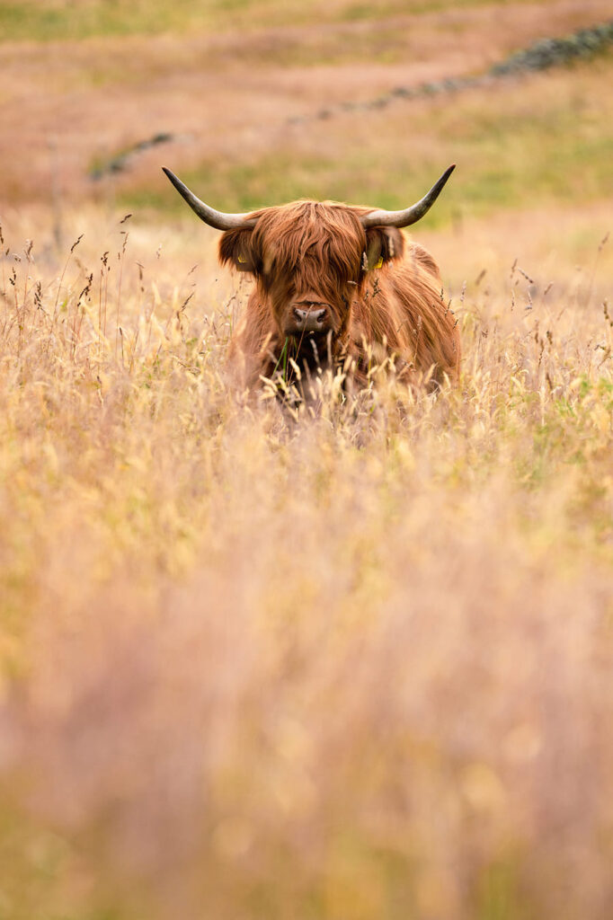 Schotse hooglander Schauinsland