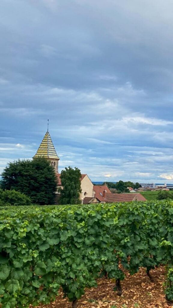 Gevrey-Chambertin - wijngaarden