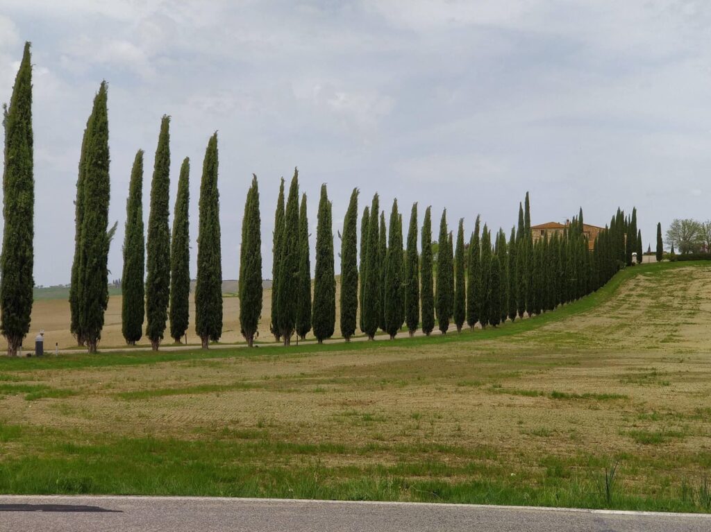Cypressenlaan val d'orcia
