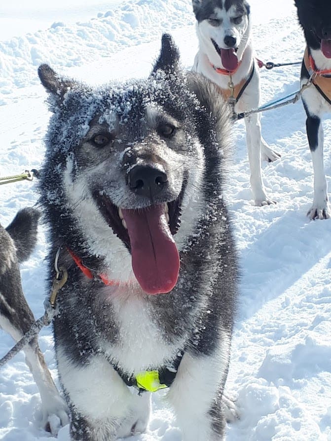 Husky 1